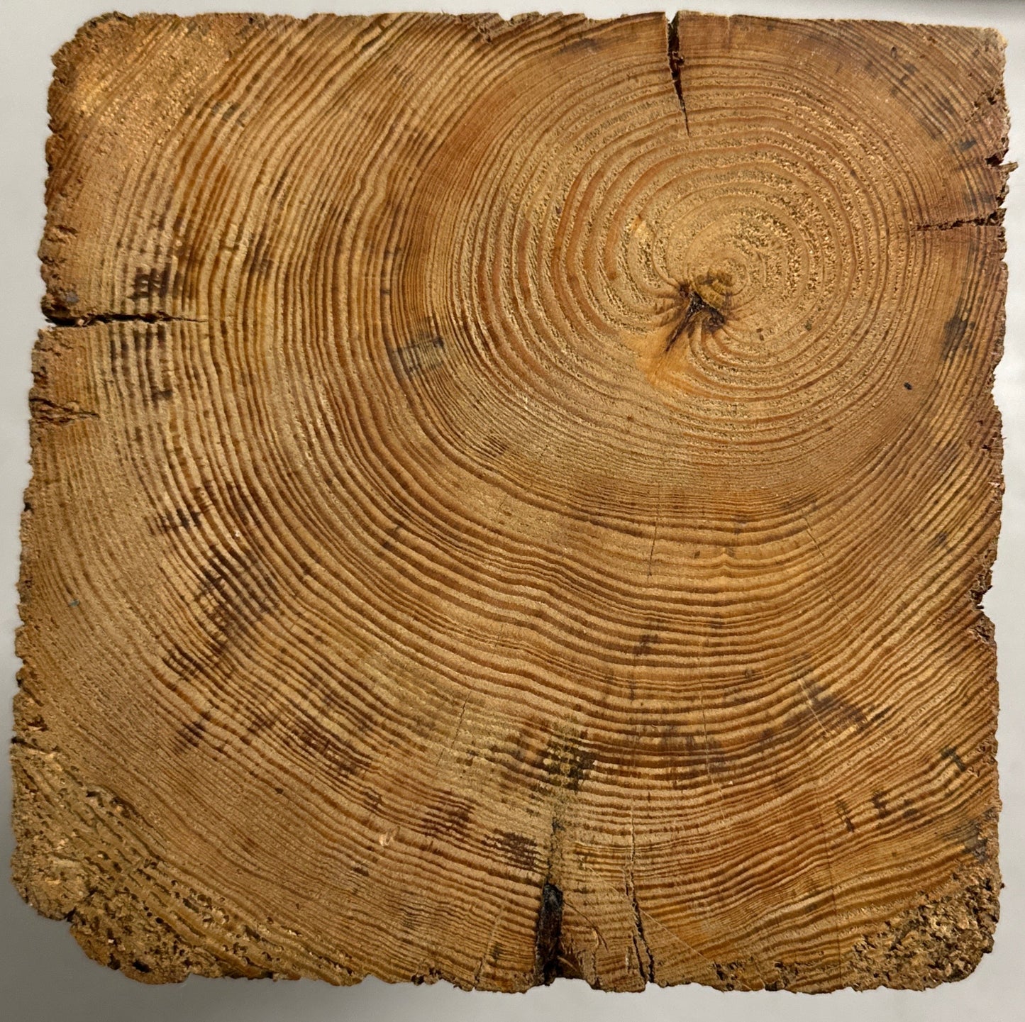 WoodPedestal piedestal stor fyrretræ