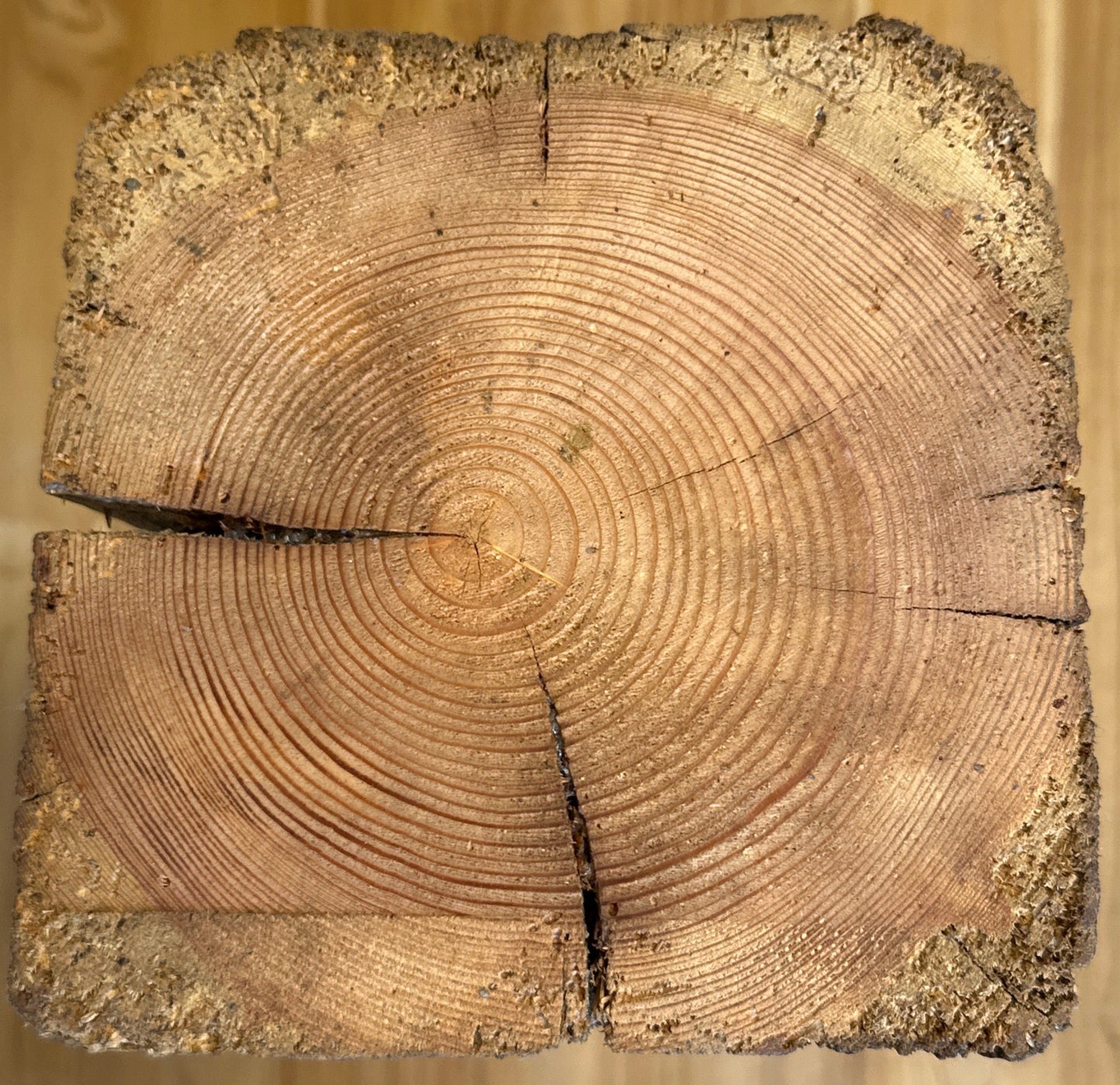 WoodPedestal piedestal stor fyrretræ