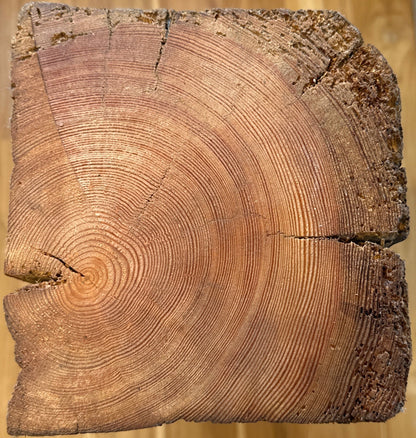 WoodPedestal piedestal stor fyrretræ